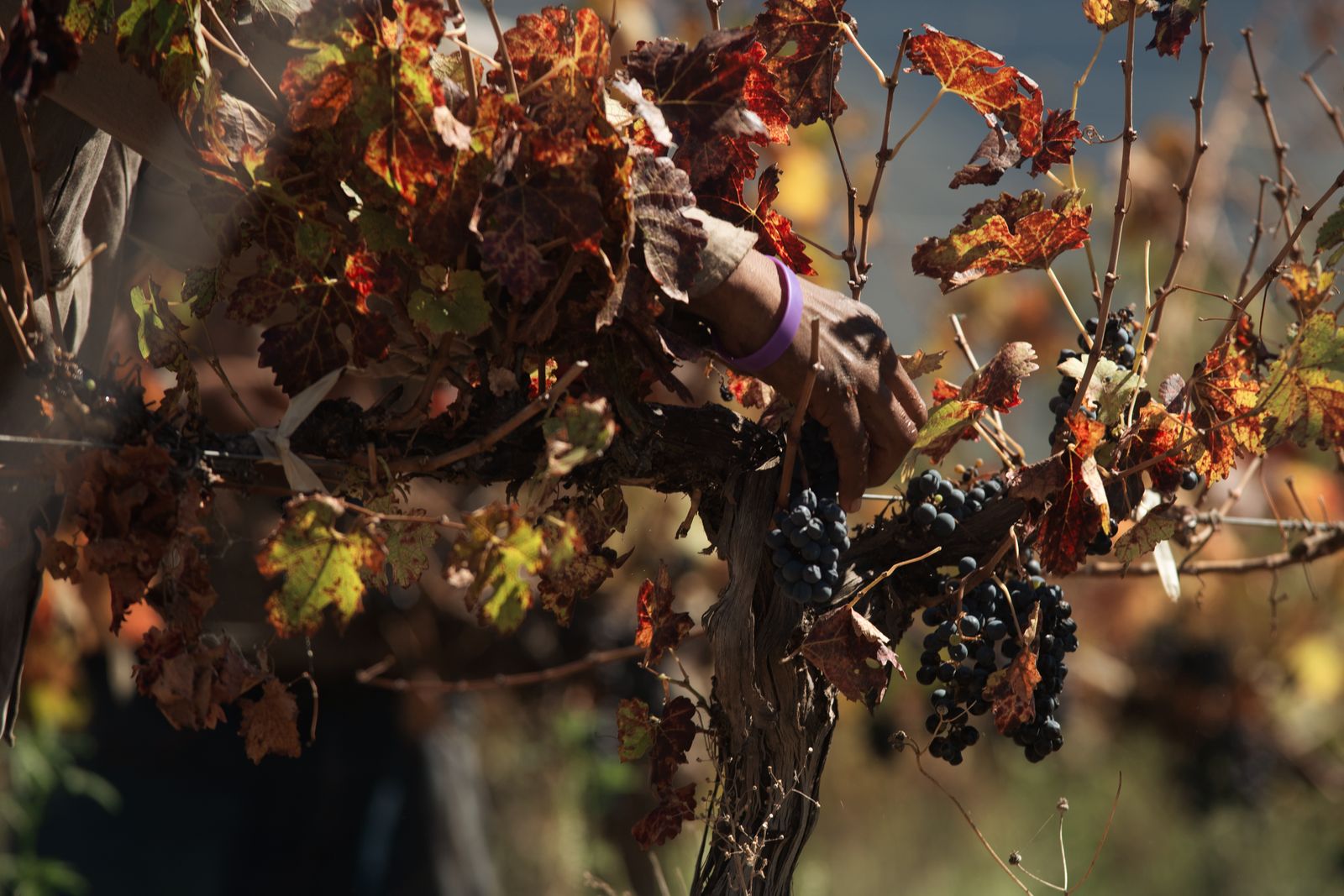 Hands harvesting ripe grapes among autumn vineyard leaves